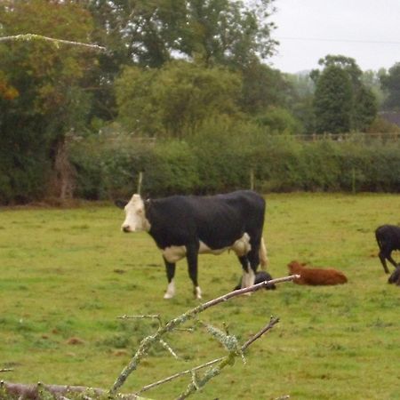Ty Llew Otel Llandysilio Dış mekan fotoğraf