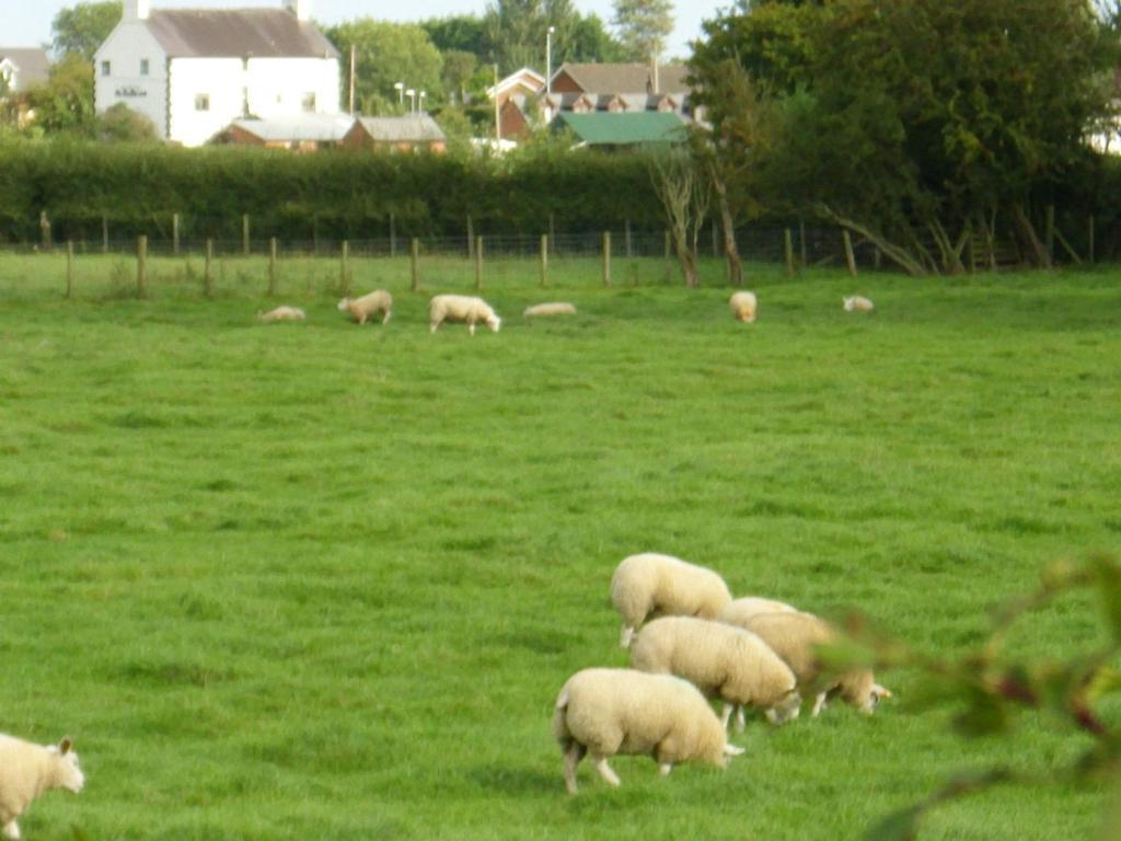 Ty Llew Otel Llandysilio Dış mekan fotoğraf